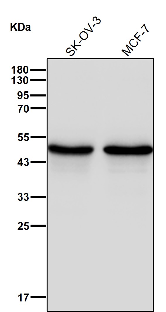 NDRG1 Ab