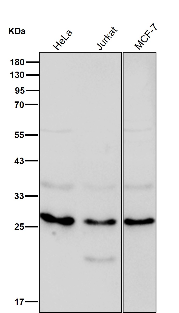 RANBP1 Ab