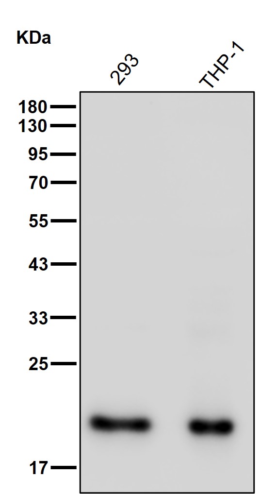 Dihydrofolate reductase Ab