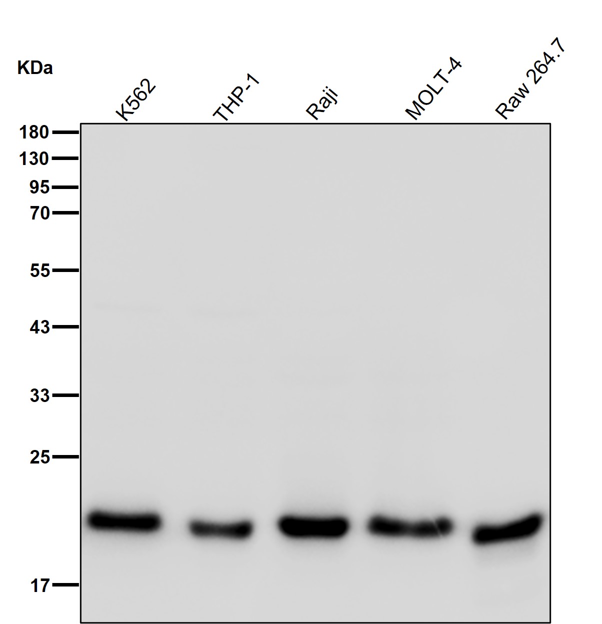 Dihydrofolate reductase Ab