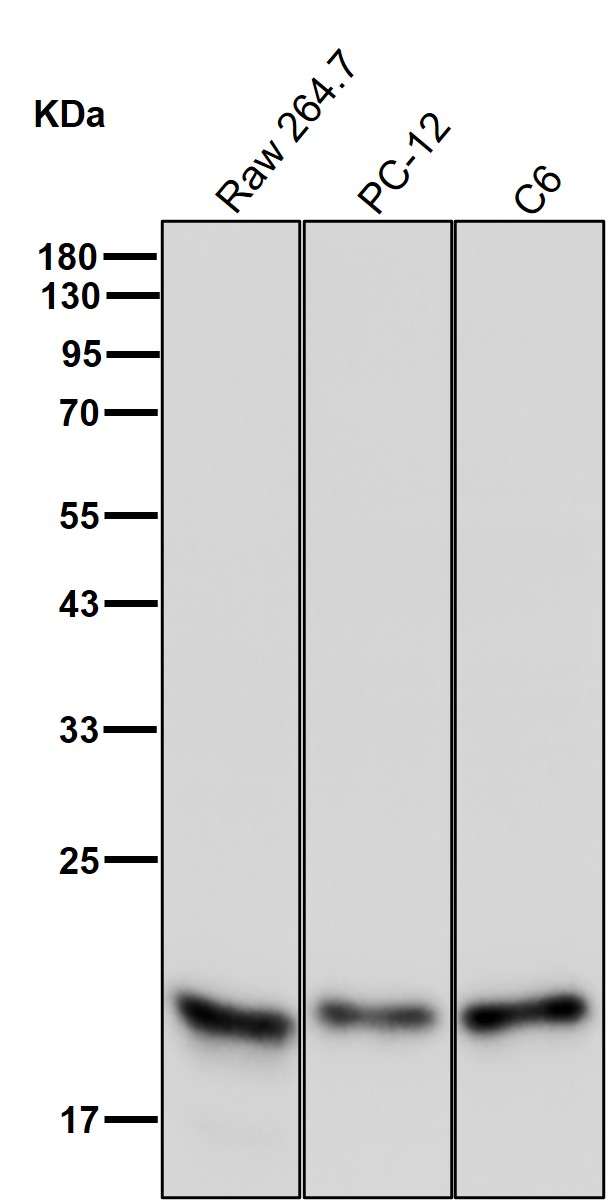 Dihydrofolate reductase Ab