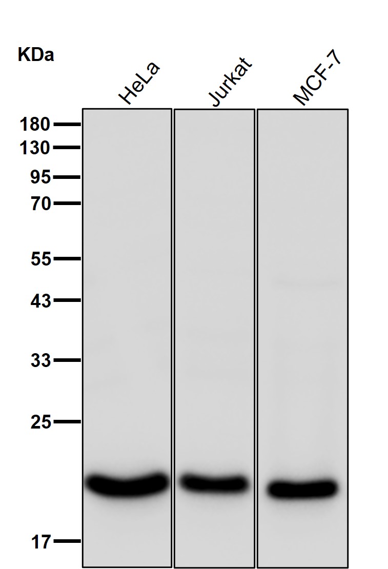 Dihydrofolate reductase Ab