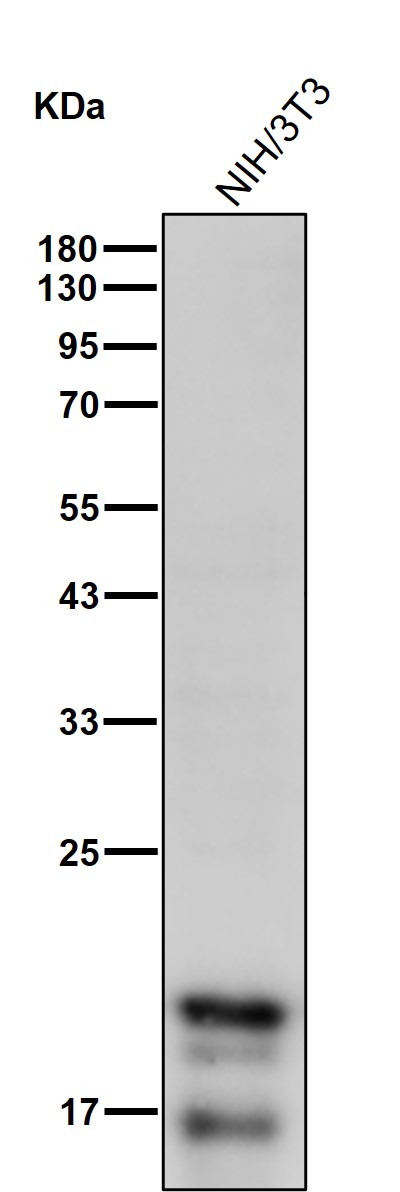 Dihydrofolate reductase Ab