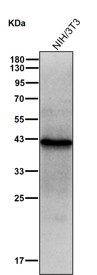 AKT1S1 Ab