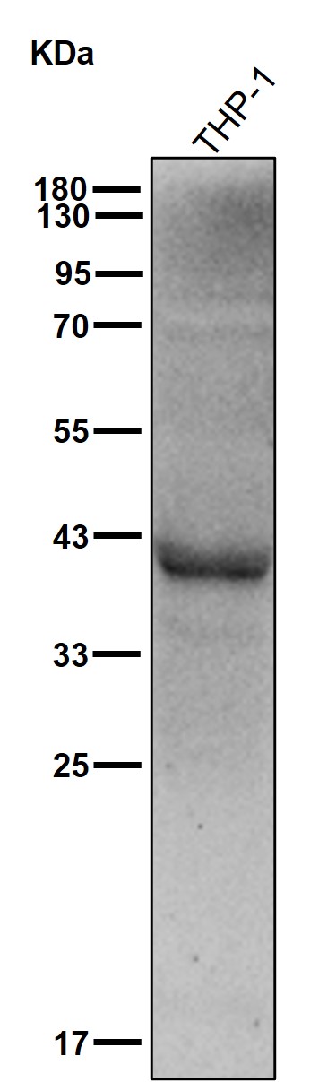 AKT1S1 Ab