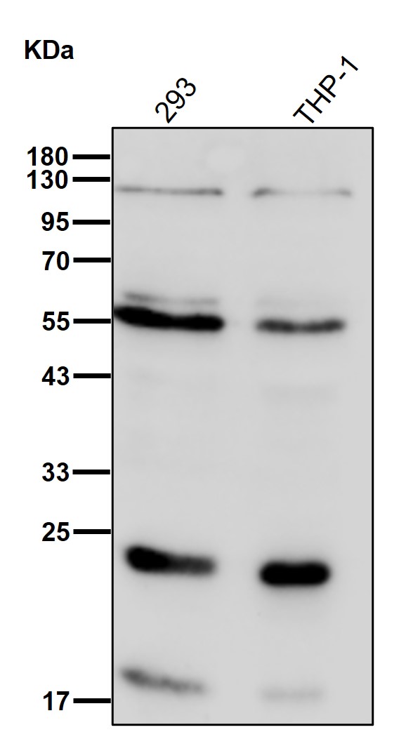 CBX5 Ab