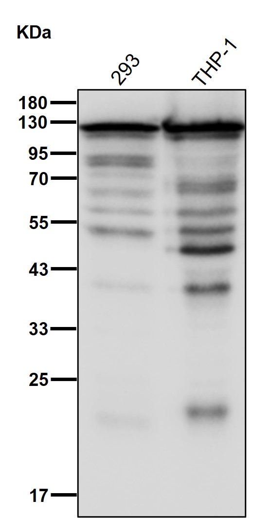 eIF3B Ab