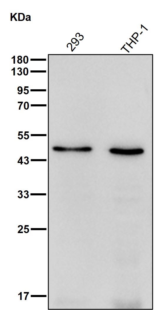 TSG101 Ab