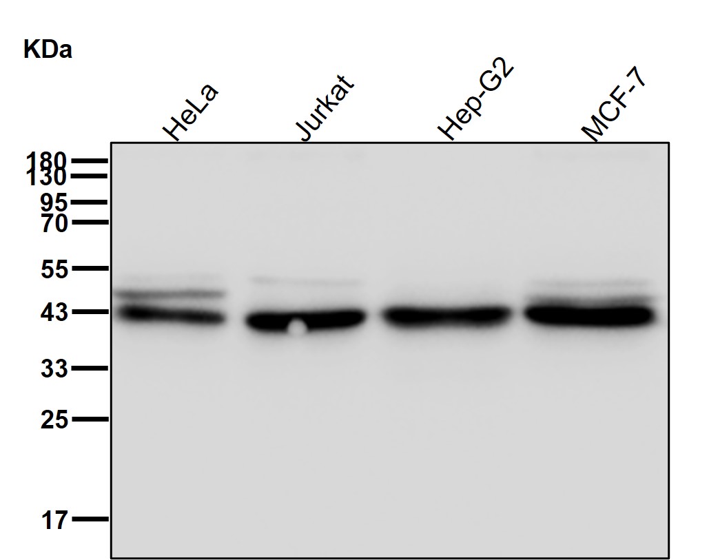 RAE1 Ab