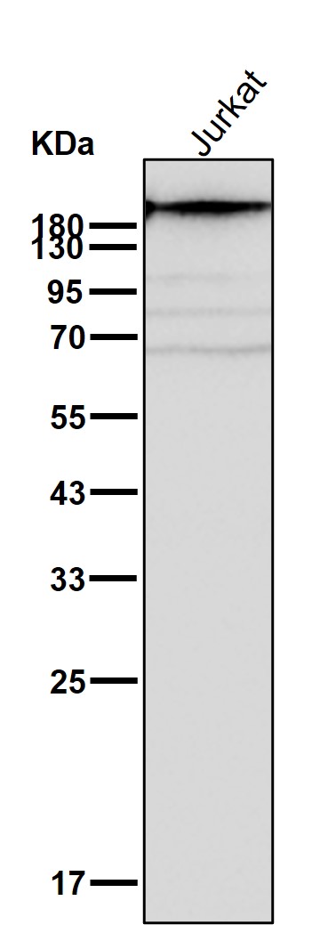 p-Topoisomerase 2 alpha (T1343) Ab