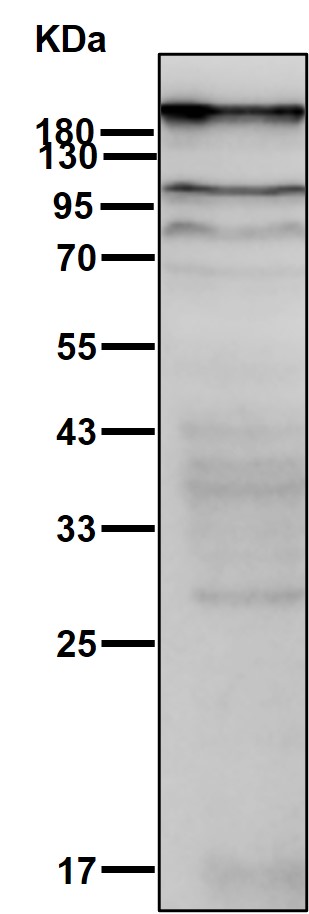 p-Topoisomerase 2 alpha (T1343) Ab