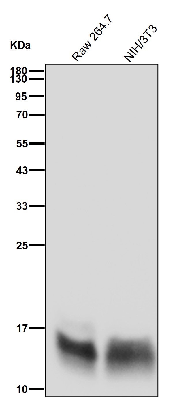 Acetyl-Histone H2B (K5) Ab