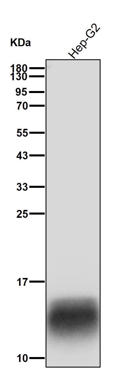 Acetyl-Histone H2B (K5) Ab