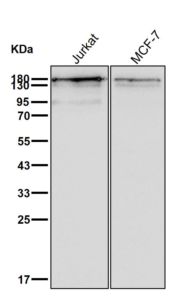 p-Topoisomerase 2 alpha (S1106) Ab