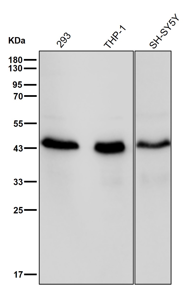 PDCD2 Ab