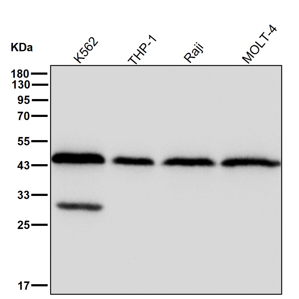 PDCD2 Ab