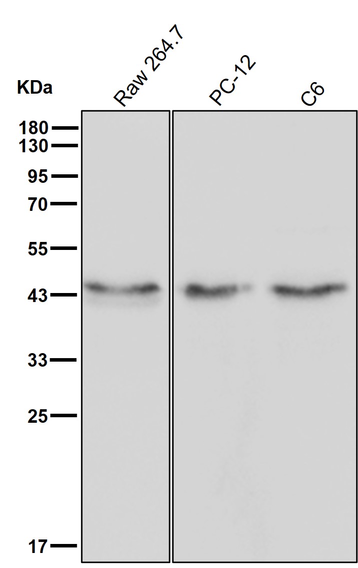 PDCD2 Ab