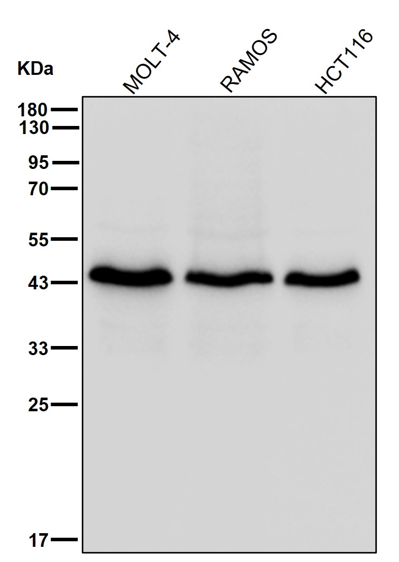 PDCD2 Ab