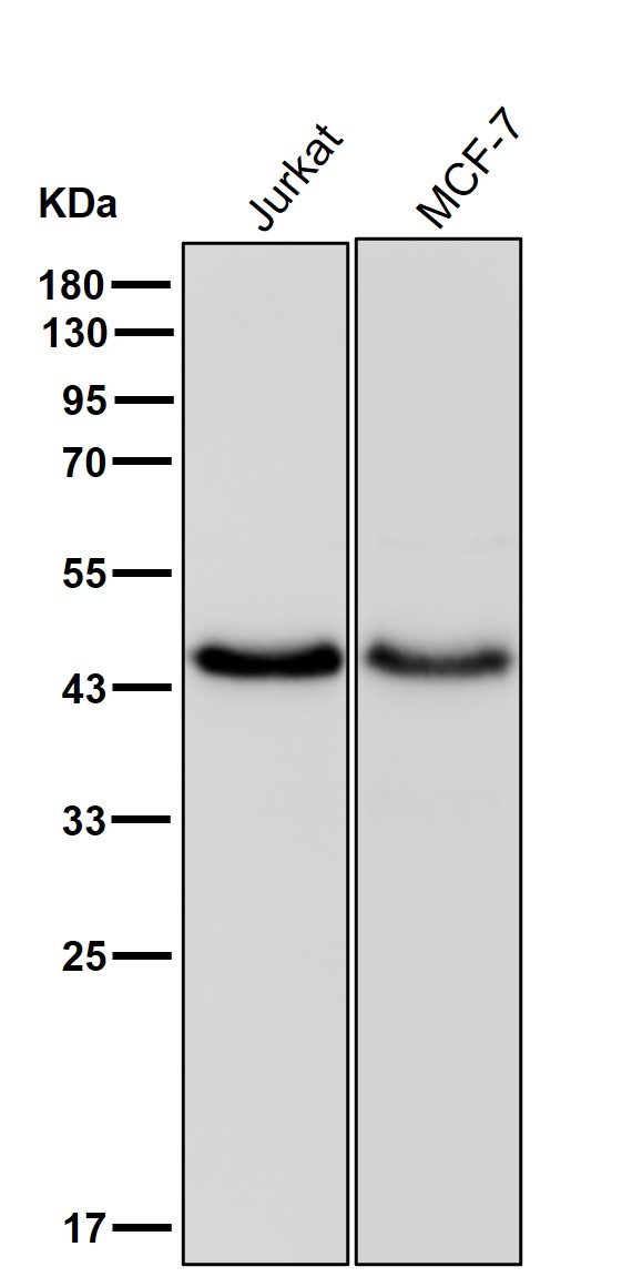 PDCD2 Ab