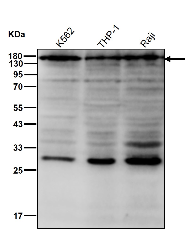 Myb binding protein 1A Ab