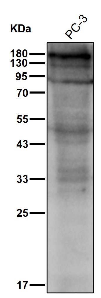 p-ErbB3 (Y1328) Ab