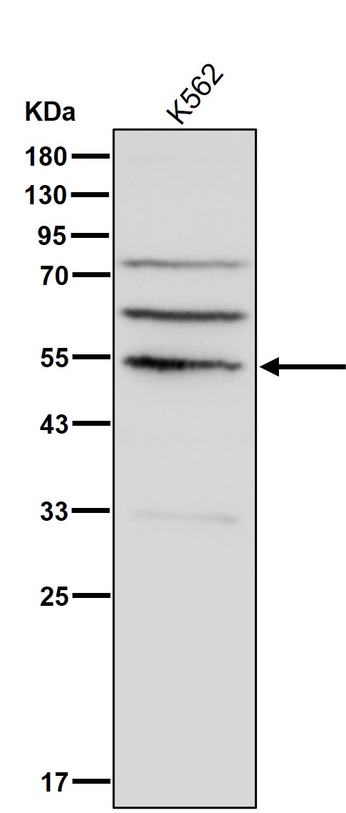 IRF4 Ab