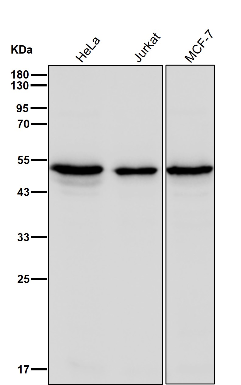 eEF1B gamma Ab