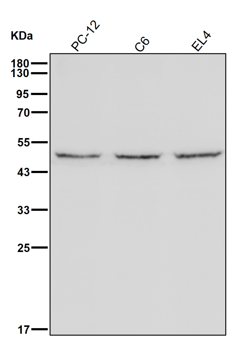 eEF1B gamma Ab