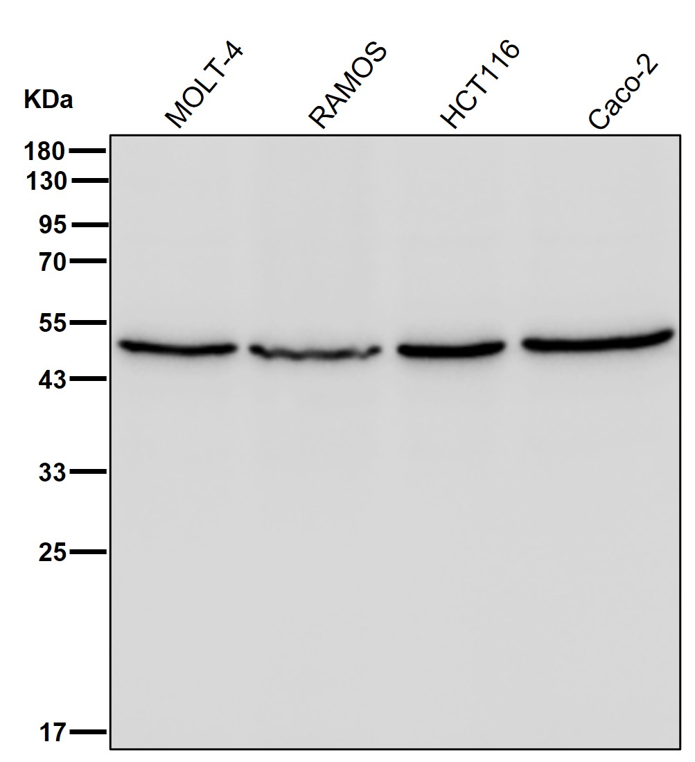 eEF1B gamma Ab