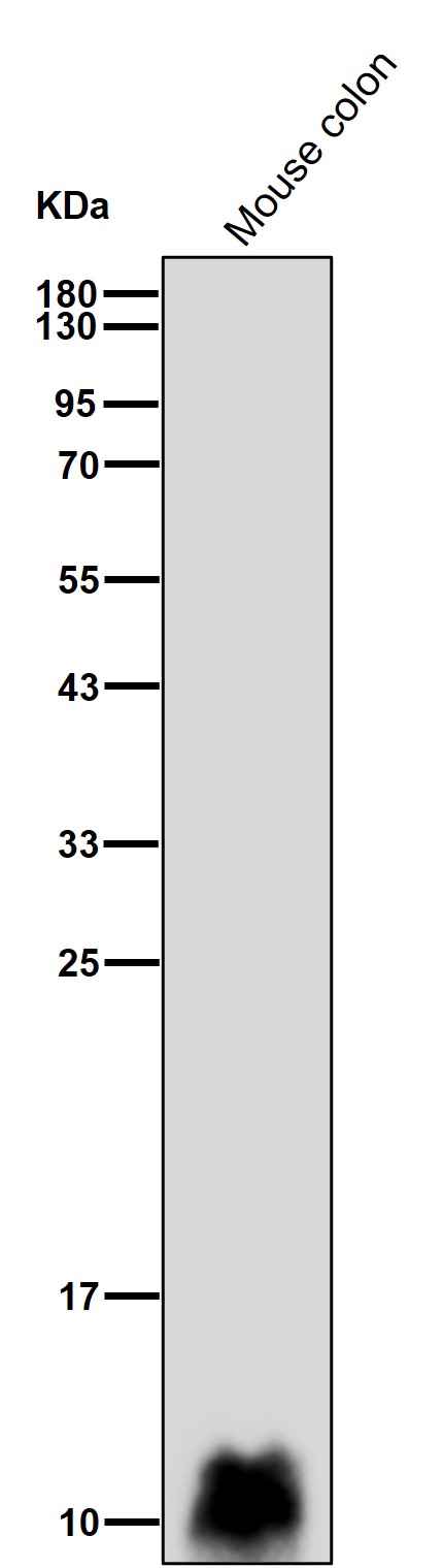 Fatty acid binding protein 2 Ab