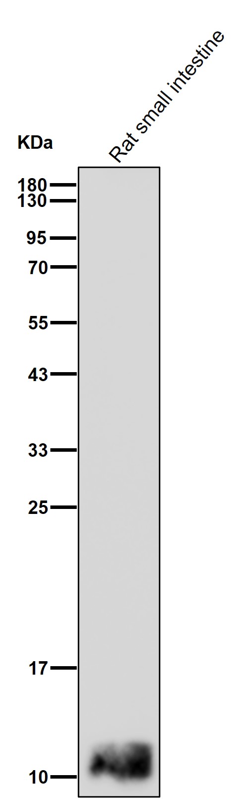 Fatty acid binding protein 2 Ab