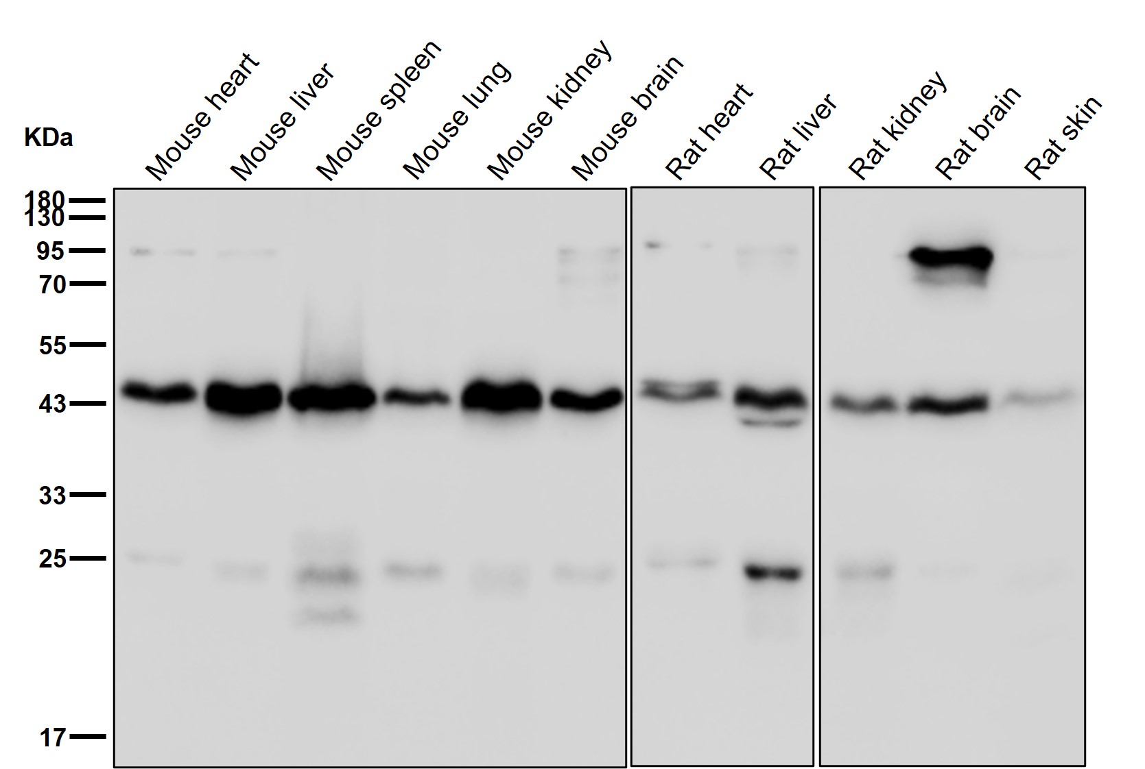 PDCD2 Ab