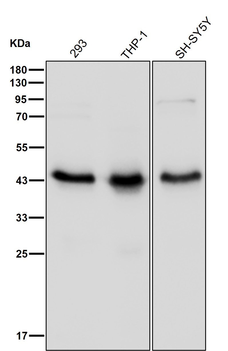 PDCD2 Ab