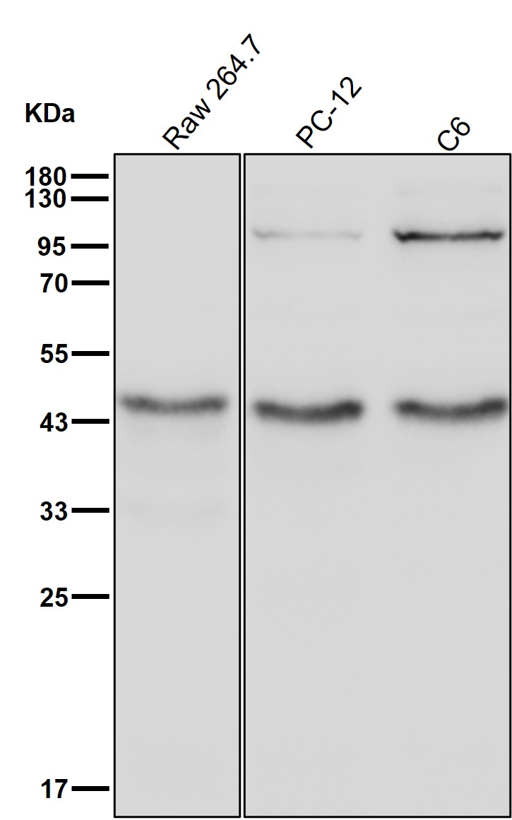 PDCD2 Ab