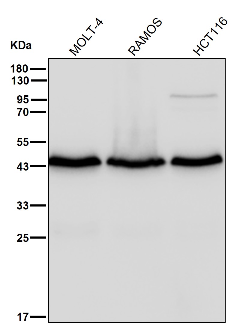 PDCD2 Ab