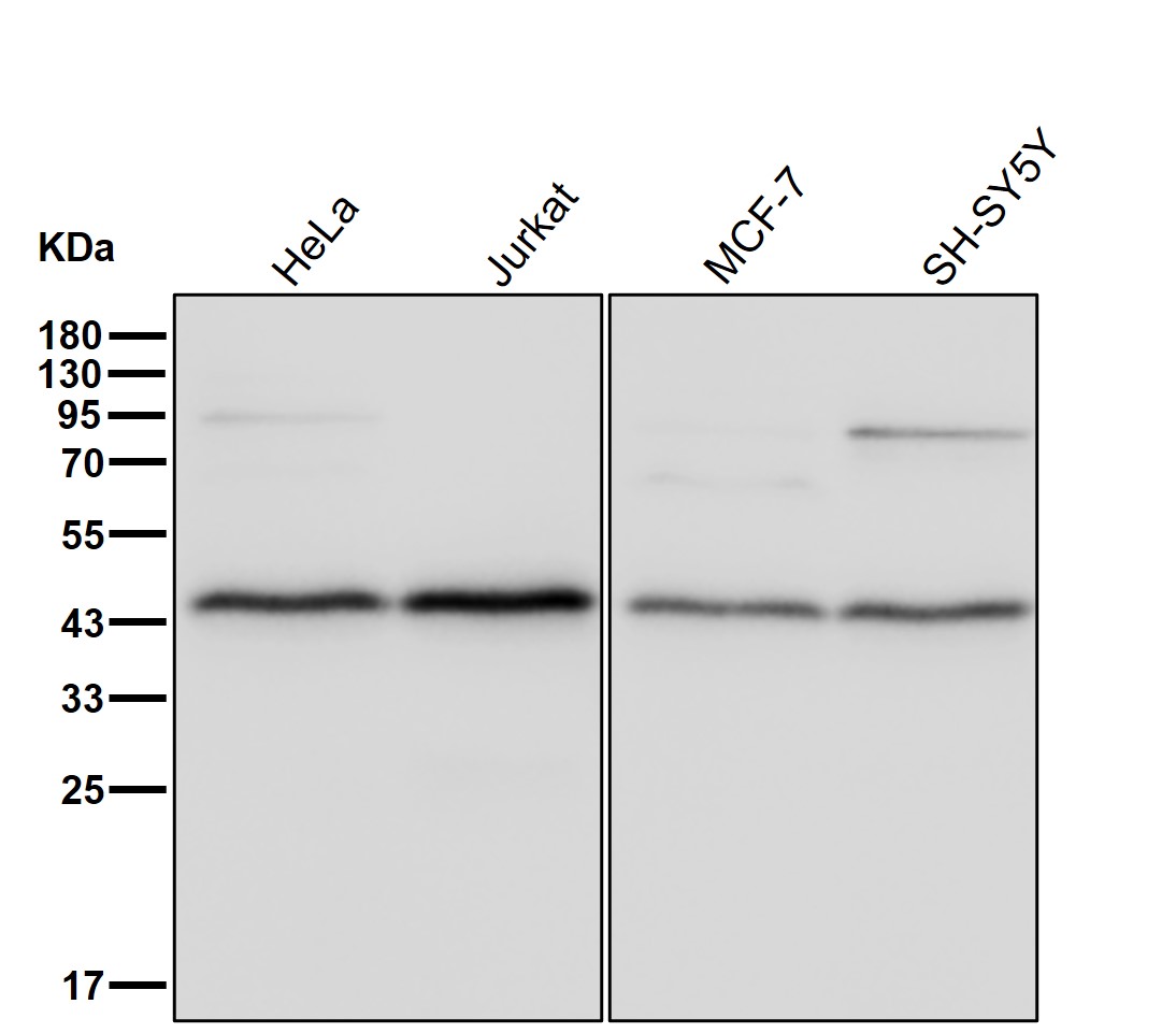 PDCD2 Ab