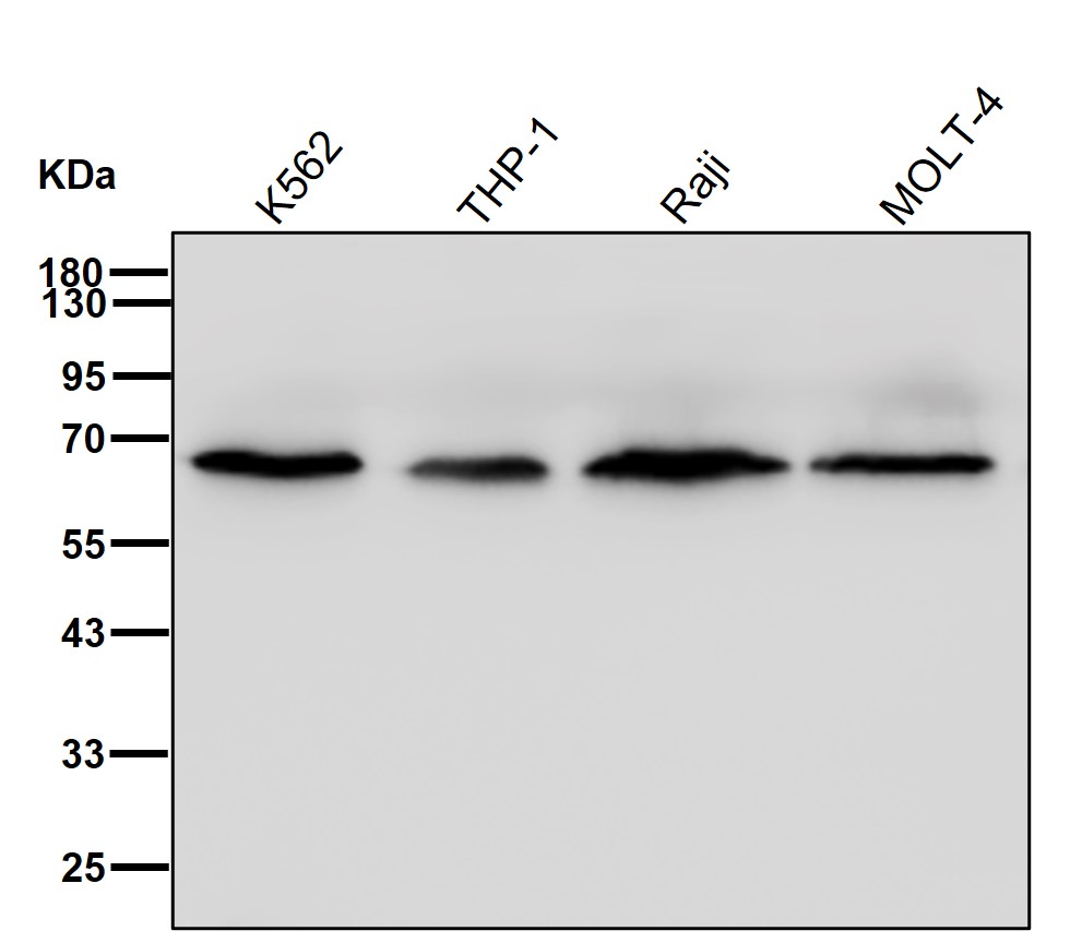 UCKL1 Ab