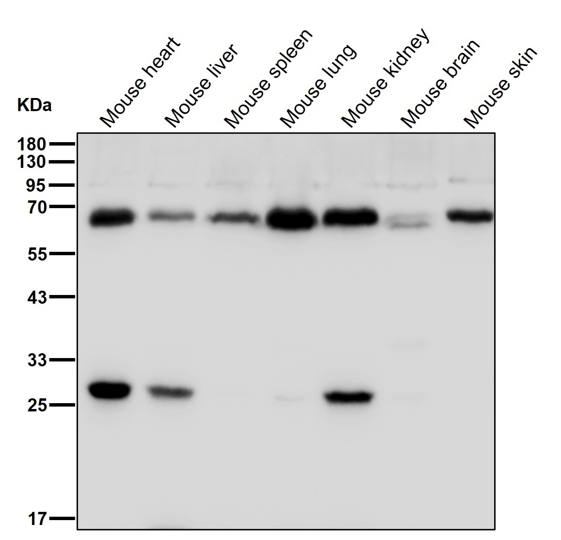 UCKL1 Ab