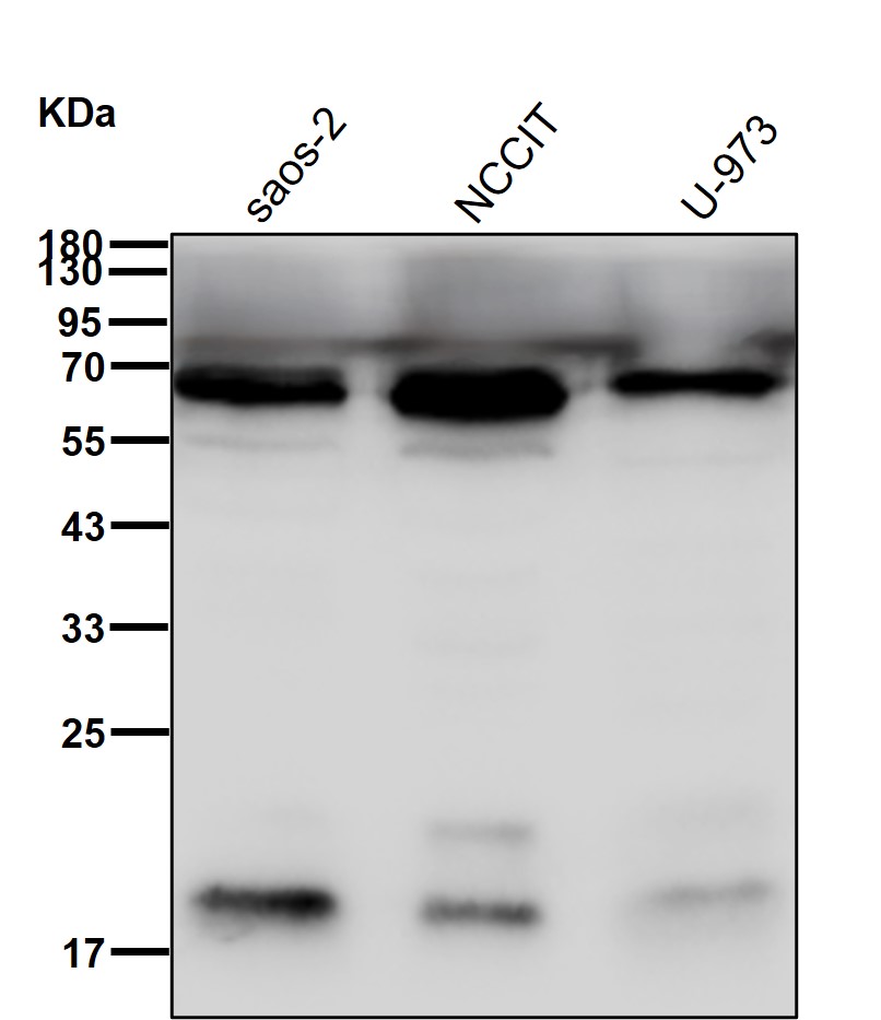 UCKL1 Ab