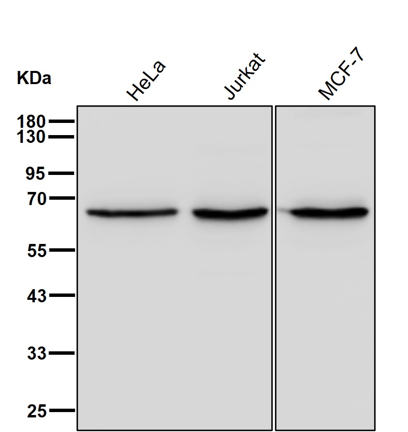 UCKL1 Ab