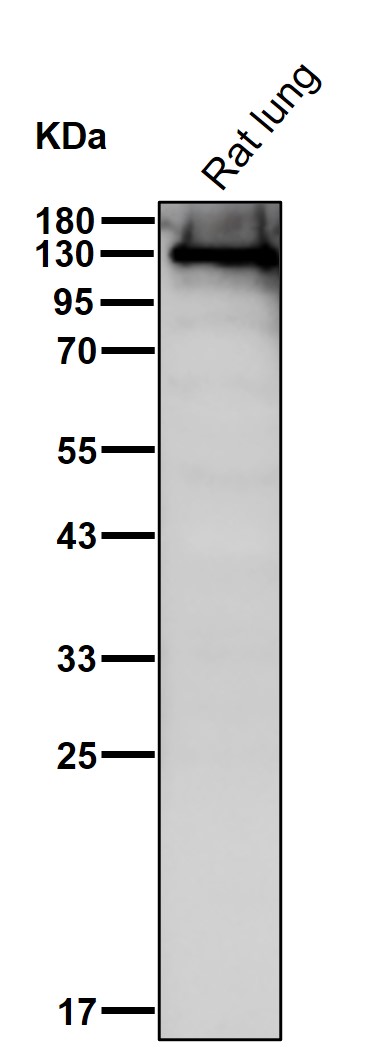 Pyruvic carboxylase Ab