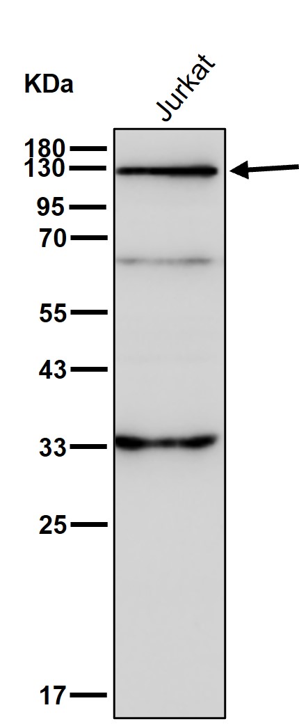 Pyruvic carboxylase Ab