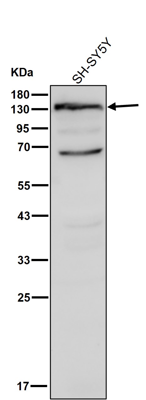 Pyruvic carboxylase Ab