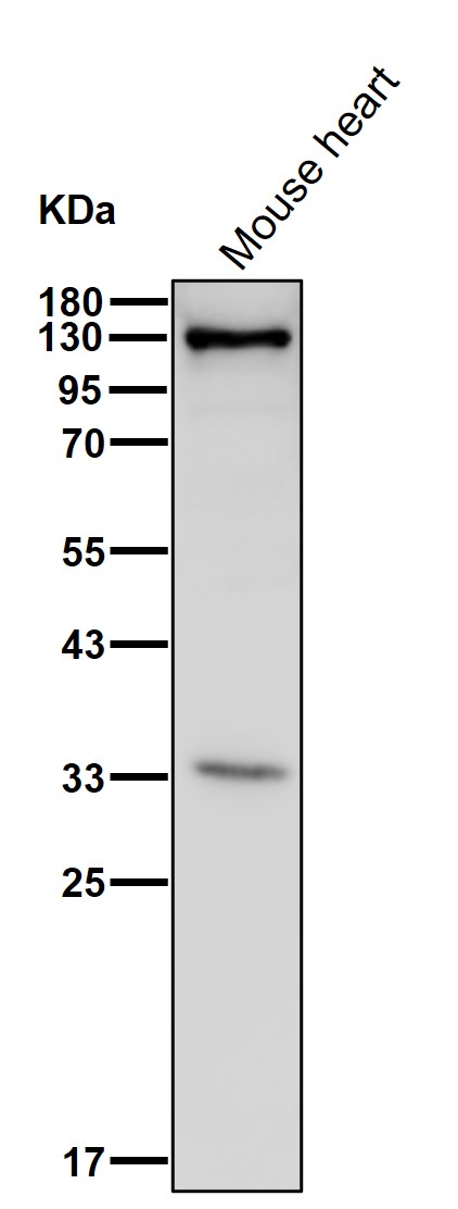 Pyruvic carboxylase Ab