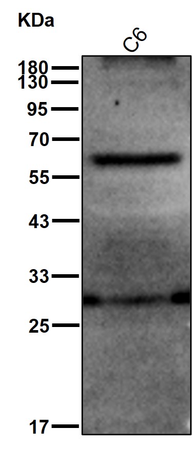 p-Src (Y418) Ab