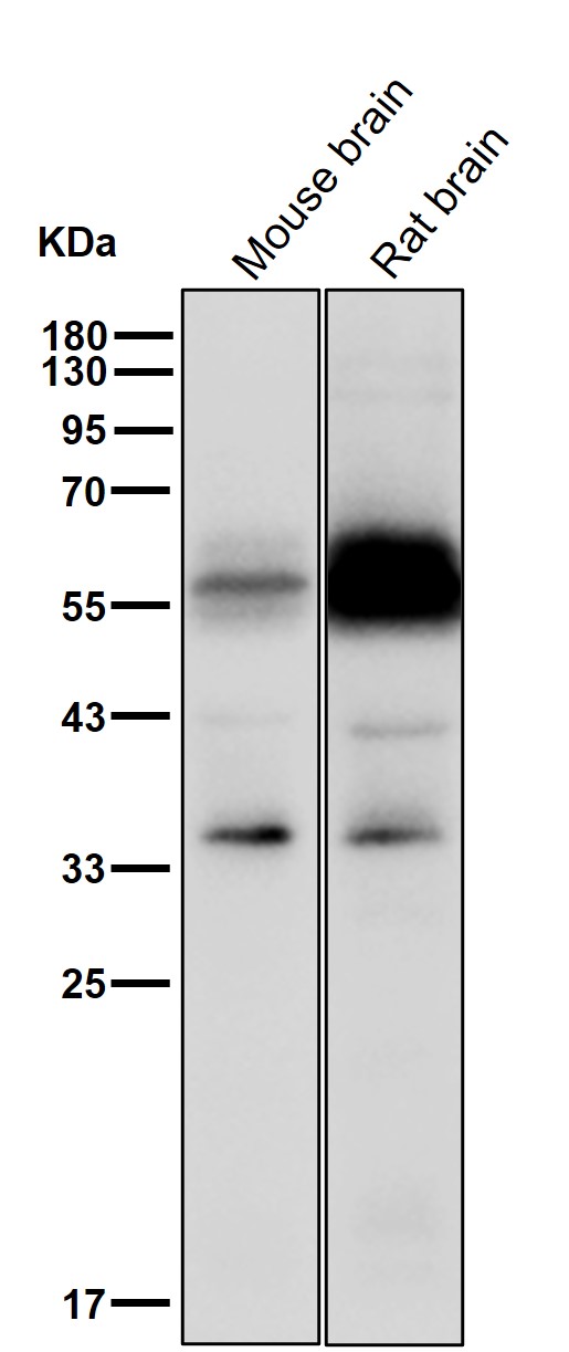 p-PDPK1 (S410) Ab