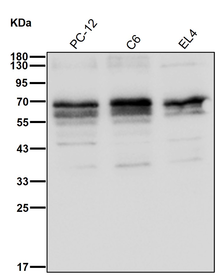 p-PDPK1 (S410) Ab