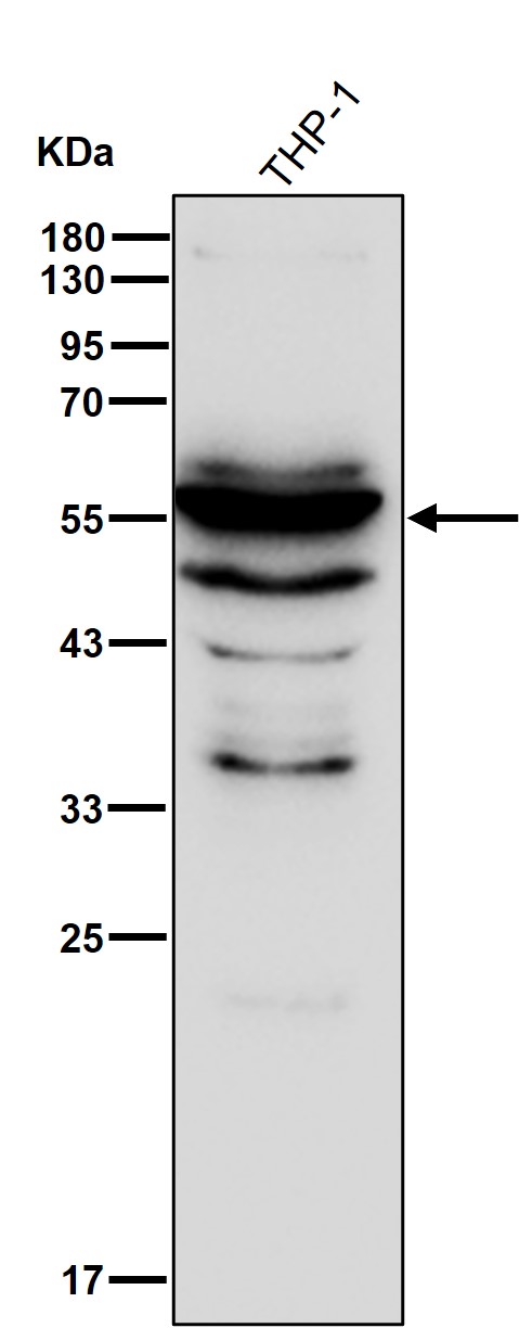 p-PDPK1 (S410) Ab