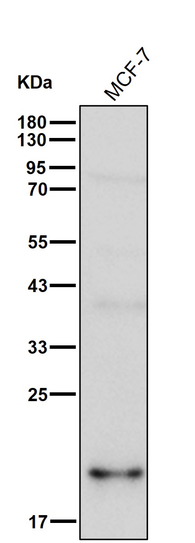 Adenylate kinase 1 Ab