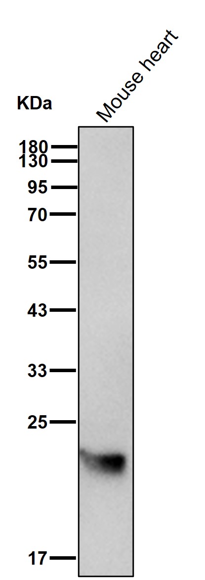 Adenylate kinase 1 Ab